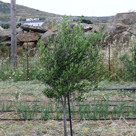 Ktima Panagia شقة